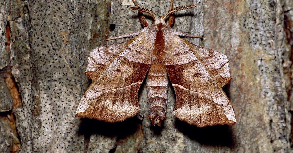 Detailed view of a moth camouflaged on tree bark, showcasing its intricate wing patterns.